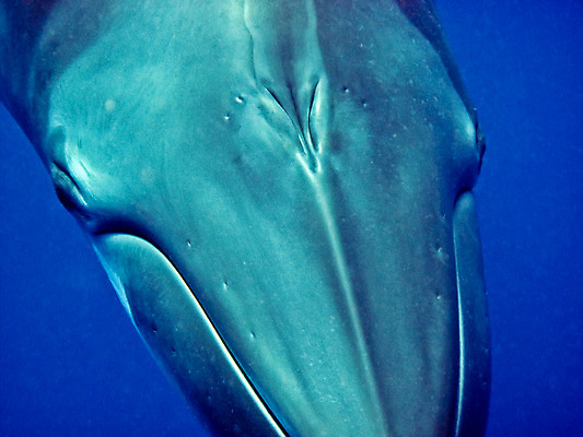 포토 JPG 해외이미지 동물 야생동물 바다 여행 포유류 자연 사람없음 수중 산호 호주 잠수부 큼 고래 다이빙 암초 난쟁이 해외202004 해외포토 수영 수중동물 오세아니아 자포동물 전문직 크기 생태계 수중스포츠 파일형식 이미지허브