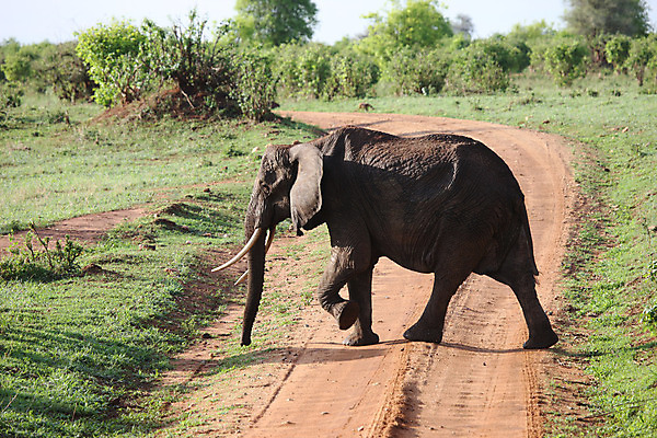 포토 JPG 해외이미지 동물 공원 야생동물 여행 백그라운드 포유류 아프리카 자연 코끼리 풍경 사람없음 야외 머리 걷기 힘 위험 큼 심볼 사파리 케냐 사바나 웅장함 전국 초식 탄자니아 해외202004 해외포토 공공시설 나라 컨셉 모션 신체부위 크기 생태계 파일형식 이미지허브