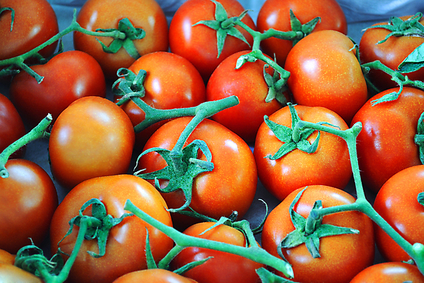 포토 JPG 해외이미지 음식 줄기 토마토 채소 과일 재료 건강 사람없음 빨간색 초록색 수확 신선 유기농 반대 성분 제비 내추럴 많음 해외202004 해외포토 식물 웰빙 컬러 컨셉 농업 조류 파일형식 이미지허브