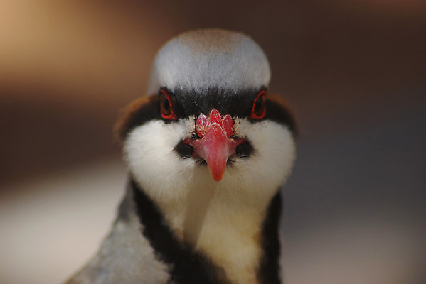 포토 JPG 해외이미지 야생동물 조류 사람없음 동물상 해외202004 해외포토 동물 조형물 파일형식 이미지허브