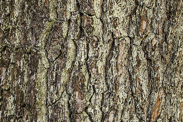 포토 JPG 해외이미지 나무 식물 백그라운드 패턴 자연 표면 추상 건조 이끼 사람없음 목재 갈색 껍질 거친 보호 피부 묘사 질감 나무껍질 내추럴 그런지 삼나무 수목 옛날 노화 해외202004 해외포토 컬러 컨셉 무늬 재료 신체부위 생태계 파일형식 이미지허브