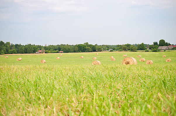 포토 JPG 해외이미지 식물 구름 빵 밭 농업 자연 하늘 풍경 사람없음 초록색 여름 파란색 태양 농장 노란색 계곡 맑음 일몰 수확 시골 볏짚 낟알 땅 시리얼 밀 조경 보리 장면 뭉치 밀짚 밭일 수평선 해외202004 해외포토 자연요소 계절 산업 음식 컬러 날씨 곡류 노을 짚 생태계 파일형식 이미지허브