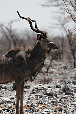 포토 JPG 해외이미지 동물 야생동물 포유류 아프리카 자연 건조 털 뿔 사람없음 머리 사파리 영양 나미비아 스텝 해외202004 해외포토 나라 신체부위 생태계 남아프리카 파일형식 이미지허브
