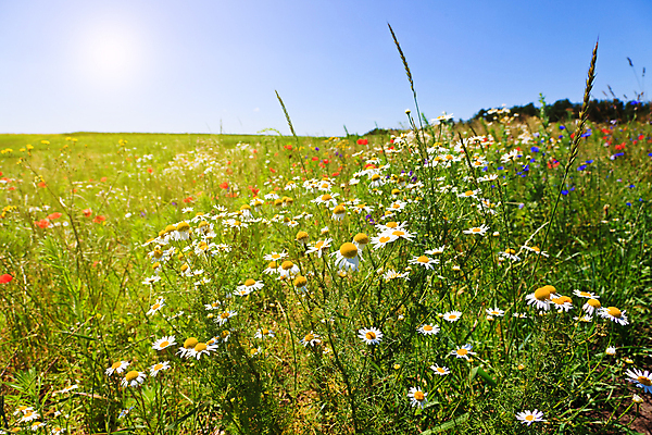 포토 JPG 해외이미지 나무 식물 구름 꽃 백그라운드 잎 밭 농업 자연 하늘 풍경 사람없음 야외 가로 초록색 여름 파란색 농작물 햇빛 태양 농장 머리 우주 환경 침묵 봄 활발 들꽃 자유 시골 신선 땅 데이지 장면 평야 수평선 해외202004 해외포토 자연요소 계절 산업 컬러 컨셉 신체부위 소리 생태계 파일형식 이미지허브