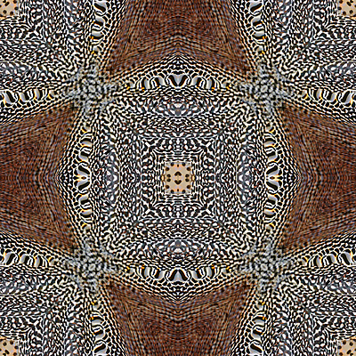 포토 JPG 해외이미지 동물 야생동물 백그라운드 패턴 자연 조류 추상 사람없음 컬러풀 활발 공작 인도인 깃털 묘사 질감 꼬리 내추럴 해외202004 해외포토 외국인 컬러 컨셉 무늬 동양인 생태계 파일형식 이미지허브