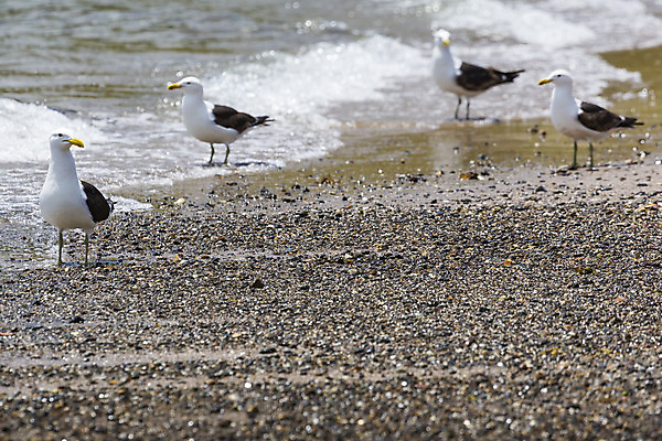 포토 JPG 해외이미지 동물 야생동물 바다 섬 여행 포즈 날개 자연 갈매기 조류 새로움 서기 사람없음 야외 물 여름 파란색 머리 환경 회색 자유 흰색 보호 싸움 장면 남쪽 무료 해외202004 해외포토 자연요소 계절 컬러 컨셉 모션 신체부위 방향 생태계 파일형식 이미지허브