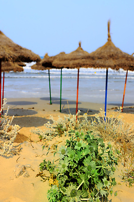 포토 JPG 해외이미지 식물 바다 여행 잎 자연 하늘 멕시코 선인장 풍경 사람없음 초록색 물 여름 파란색 햇빛 가시 수평선 해외202004 해외포토 자연요소 계절 컬러 북아메리카 태양 생태계 파일형식 이미지허브