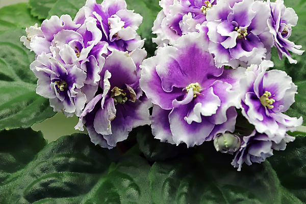 포토 JPG 해외이미지 식물 여자 기념일 꽃 꽃다발 결혼 백그라운드 컨셉 잎 결혼식 휴가 주택 사람없음 내부 파란색 우주 보라색 봄 활발 벚꽃 흰색 축하 신선 오픈 신용카드 생일 개화 우아함 닫기 제비꽃 원예 내추럴 2월 비올라 탄자니아 어머니의날 제의 해외202004 해외포토 계절 컬러 모션 아프리카 사람 이벤트 취미 건물 금융 날짜 미국문화 파일형식 찰현악기 이미지허브