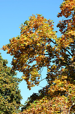 포토 JPG 해외이미지 나무 식물 계절 단풍 잎 자연 사람없음 빨간색 컬러풀 노란색 가을 9월 묘사 해외202004 해외포토 컬러 날짜 생태계 파일형식 이미지허브