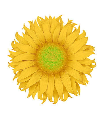 포토 JPG 해외이미지 식물 꽃잎 꽃 농업 일러스트 자연 경사 사람없음 초록색 빛 노란색 봄 층 내추럴 고립 광 사실 진실 해외202004 해외포토 계절 산업 컬러 생태계 파일형식 이미지허브