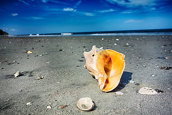 포토 JPG 해외이미지 야생동물 모래 바다 여행 휴가 조개 사람없음 야자수 황무지 장면 대서양 해외202004 해외포토 나무 동물 어패류 파일형식 이미지허브