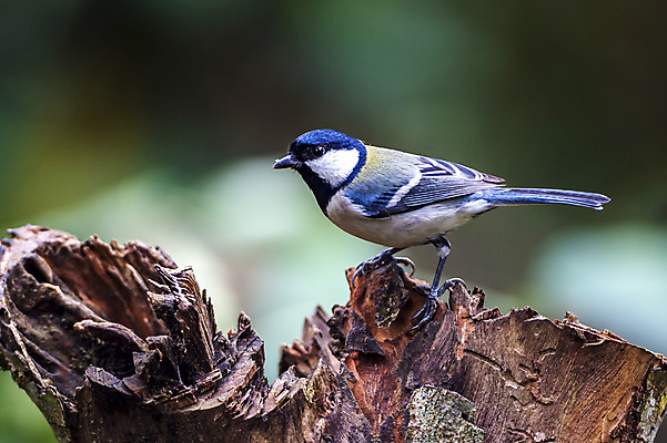 포토 JPG 해외이미지 동물 야생동물 자연 조류 사람없음 야외 중국 사파리 내추럴 해외202004 해외포토 아시아 생태계 파일형식 이미지허브