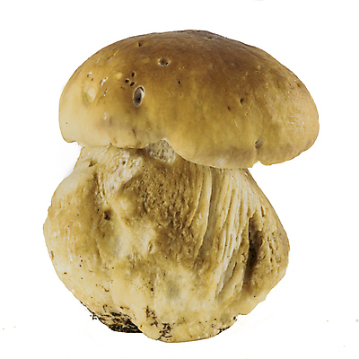 포토 JPG 해외이미지 식물 계절 음식 백그라운드 채소 오렌지 자연 건강 사람없음 갈색 노란색 버섯 가을 흰색 신선 황금 숲 큼 유기농 날것 내추럴 고립 그물버섯 식용 캡모자 해외202004 해외포토 모자_잡화 웰빙 컬러 과일 크기 생태계 파일형식 이미지허브