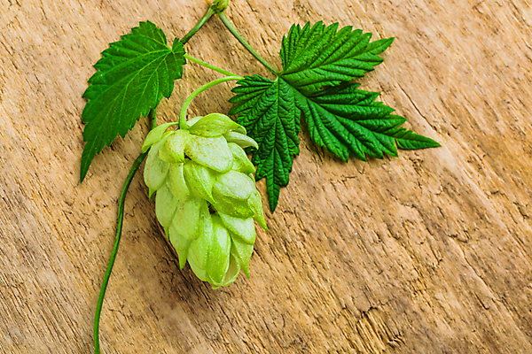 포토 JPG 해외이미지 잎 실내 사람없음 한개 잎줄기 나무배경 해외202004 홉 해외포토 식물 1 줄기 백그라운드 내부 파일형식 이미지허브