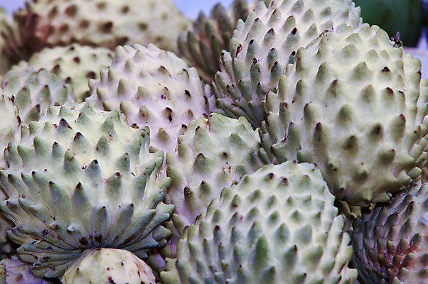 포토 JPG 해외이미지 백그라운드 과일 선인장 사람없음 빨간색 초록색 노란색 침묵 흰색 닫기 자르기 인도인 참치 슛 무화과 고립 해외202004 해외포토 외국인 식물 컬러 모션 어류 동양인 소리 파일형식 이미지허브