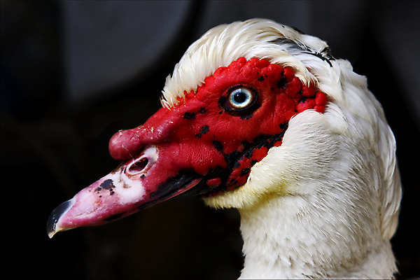포토 JPG 해외이미지 동물 학생 선 백그라운드 곡선 오렌지 자연 조류 오리 사람없음 빨간색 초록색 파란색 노란색 검은색 이탈리아 거품 회색 흰색 점 얼룩 구멍 티켓 닫기 치아 버너 깃털 코 붓꽃 해외202004 해외포토 꽃 유럽 컬러 과일 모션 신체부위 소화기관 생태계 파일형식 이미지허브