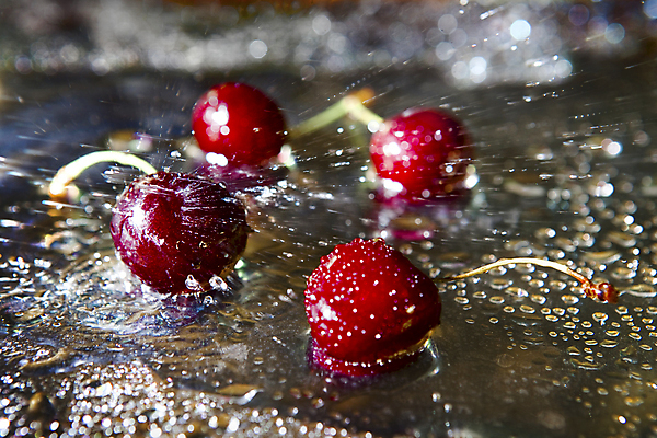 포토 JPG 해외이미지 열매 음식 줄기 백그라운드 농업 곡선 과일 자연 건강 그림자 성인 사람없음 빨간색 초록색 물 여름 빛 반사 활발 젖음 나뭇가지 체리 달콤 맛 떨어짐 유혹 먹기 오브젝트 상쾌 유기농 날것 과육 숙성 이국적 해외202004 해외포토 자연요소 나무 식물 웰빙 계절 감정 산업 선 컬러 컨셉 모션 사람 생태계 파일형식 이미지허브
