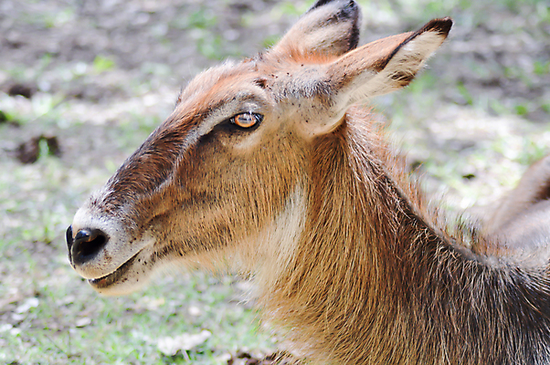 포토 JPG 해외이미지 동물 구름 아시아 야생동물 백그라운드 컨셉 오렌지 포유류 아프리카 자연 조류 코끼리 사람없음 갈색 환경 미국 황혼 줄무늬 새벽 흰색 아기 우아함 사자 큼 수집 기린 사파리 영양 육식동물 악어 얼룩말 하마 타조 멧돼지 침팬지 아카시아 고립 해외202004 해외포토 자연요소 나무 나라 컬러 북아메리카 무늬 과일 파충류 사람 일몰 말_동물 크기 생태계 파일형식 이미지허브