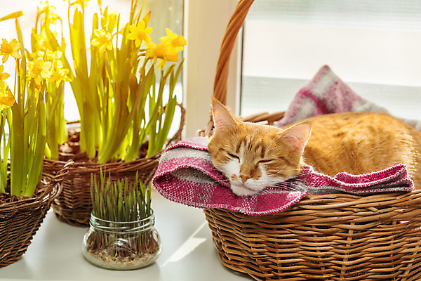 포토 JPG 해외이미지 동물 오렌지 장난 포유류 발 휴식 수염 털 따뜻함 사람없음 빨간색 반려동물 햇빛 태양 노란색 귀여움 고양이 봄 흰색 표현 잡기 잠 뜨거움 호기심 수선화 얼룩무늬 기르기 동반자 옛날 해외202004 해외포토 자연요소 계절 꽃 감정 컬러 컨셉 무늬 과일 모션 신체부위 돌봄 파일형식 이미지허브