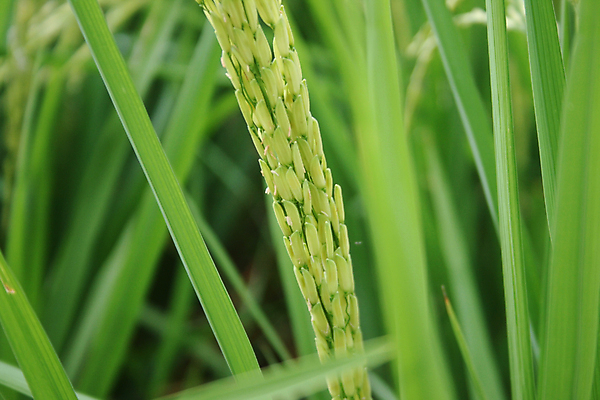 포토 JPG 해외이미지 나무 식물 계절 공원 꽃 아시아 음식 줄기 여행 백그라운드 잎 패턴 농업 태국 자연 밥 씨앗 동양인 사람없음 건물 초록색 경제 농작물 농장 농경지 노란색 수확 껍질 가을 흰색 시골 도시 낟알 시리얼 묘사 질감 스파이크 논밭 숙성 해외202004 해외포토 건축물 공공시설 나라 산업 컬러 무늬 밭 논 인종 생태계 파일형식 이미지허브