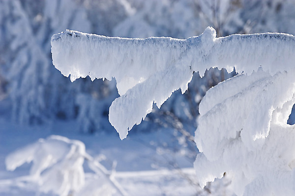 포토 JPG 해외이미지 나무 계절 백그라운드 크리스마스 겨울 패턴 자연 하늘 날씨 휴가 사람없음 야외 파란색 빛 우주 냉동 얼음 추위 흰색 나뭇가지 신선 숲 시원함 12월 크리스탈 서리 고드름 눈보라 1월 무료 벌거벗은 해외202004 해외포토 자연요소 식물 기념일 컬러 무늬 눈_날씨 날짜 광석 생태계 파일형식 이미지허브