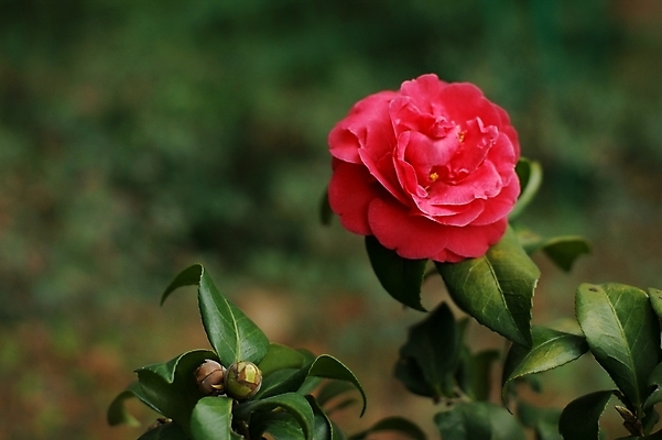 포토 JPG 해외이미지 식물 꽃 잎 채소 사람없음 봄 벚꽃 쓰레기 민들레 진달래 데이지 해외202004 해외포토 계절 파일형식 이미지허브