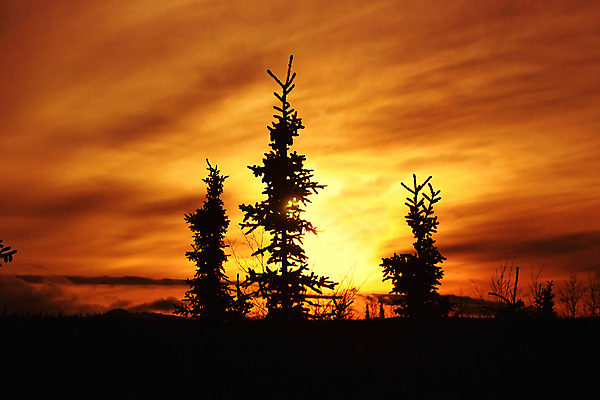 포토 JPG 해외이미지 나무 구름 실루엣 겨울 오렌지 자연 하늘 풍경 사람없음 태양 황혼 일몰 저녁 상록수 알래스카 가문비나무 해외202004 해외포토 자연요소 식물 계절 과일 촬영기법 노을 미국 야간 생태계 파일형식 이미지허브