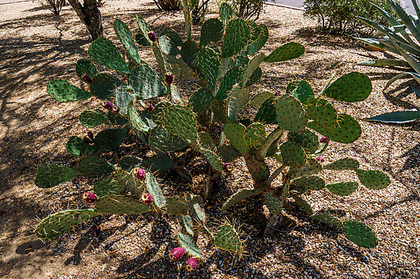 포토 JPG 해외이미지 식물 꽃 음식 채소 과일 자연 선인장 건조 사람없음 빨간색 초록색 물 컬러풀 태양 노란색 보라색 사막 벚꽃 흰색 뜨거움 가시 위험 참치 날카로움 애리조나 봉황 숙성 이국적 해외202004 해외포토 자연요소 컬러 컨셉 어류 미국 생태계 파일형식 이미지허브