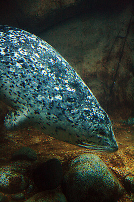 포토 JPG 해외이미지 공원 바다 캐나다 영국 사람없음 세계 여행객 수중 수영 정보 콜롬비아 물개 사인 수족관 벤쿠버 인터랙티브 해외202004 해외포토 공공시설 유럽 북아메리카 포유류 사람 바다동물 수상스포츠 남아메리카 파일형식 이미지허브