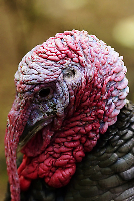 포토 JPG 해외이미지 동물 유럽 야생동물 자연 조류 북유럽 노르웨이 사람없음 야외 칠면조 스칸디나비아 해외202004 해외포토 나라 생태계 파일형식 이미지허브