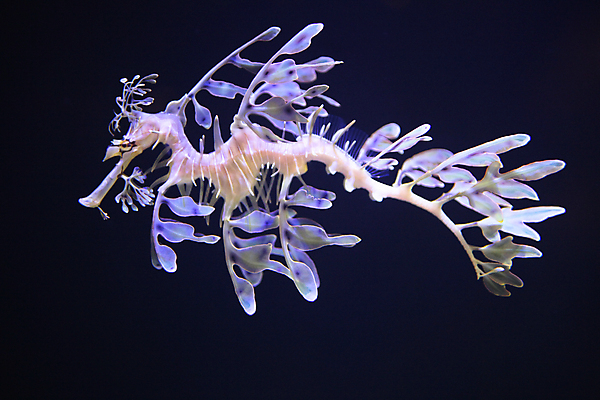 포토 JPG 해외이미지 어류 사람없음 호주 수족관 고립 해외202004 해외포토 수중동물 오세아니아 파일형식 이미지허브