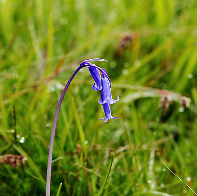 포토 JPG 해외이미지 계절 꽃 자연 영국 사람없음 파란색 보라색 봄 들꽃 블루벨 스코틀랜드 해외202004 해외포토 식물 유럽 컬러 생태계 파일형식 이미지허브