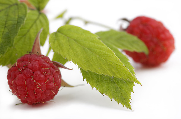 포토 JPG 해외이미지 계절 열매 음식 백그라운드 잎 과일 재료 자연 건강 사람없음 빨간색 초록색 신선 달콤 오브젝트 원예 날것 산딸기 내추럴 고립 숙성 채식주의자 해외202004 해외포토 식물 컬러 취미 맛 생태계 채식 파일형식 이미지허브