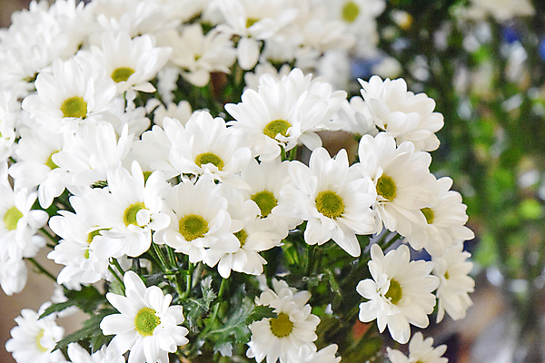 포토 JPG 해외이미지 식물 계절 꽃 꽃다발 곤충 잎 꽃무늬 농업 자연 휴식 새로움 사람없음 장식 초록색 여름 빛 환경 침묵 봄 벚꽃 흰색 시골 신선 신용카드 개화 소프트포커스 수분 다발 꽃집 허브 상쾌 유기농 원예 데이지 향기 아로마테라피 내추럴 캐모마일 특별함 해외202004 해외포토 동물 웰빙 감정 산업 컬러 컨셉 무늬 촬영기법 취미 금융 상점 소리 생태계 냄새 테라피 파일형식 이미지허브