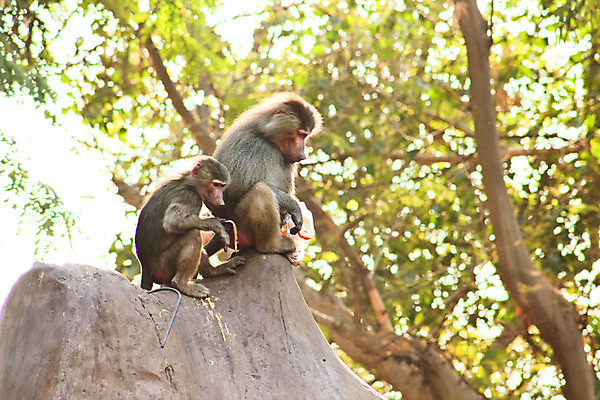 포토 JPG 해외이미지 동물 1 계절 공원 얼굴 여행 백그라운드 포유류 아프리카 자연 생물 털 동물원 이집트 종류 미술 동양인 풍경 사람없음 야외 초록색 갈색 환경 원숭이 표현 숲 모피 먹기 유인원 포트폴리오 해외202004 해외포토 공공시설 나라 컬러 모션 문화예술 인종 신체부위 생태계 파일형식 이미지허브