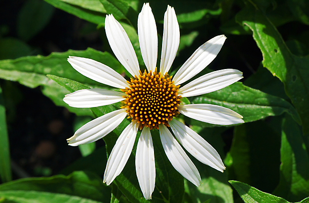 포토 JPG 해외이미지 식물 꽃잎 꽃 백그라운드 잎 자연 사람없음 야외 초록색 노란색 정원 벚꽃 개화 큼 내추럴 해외202004 해외포토 컬러 크기 생태계 파일형식 이미지허브