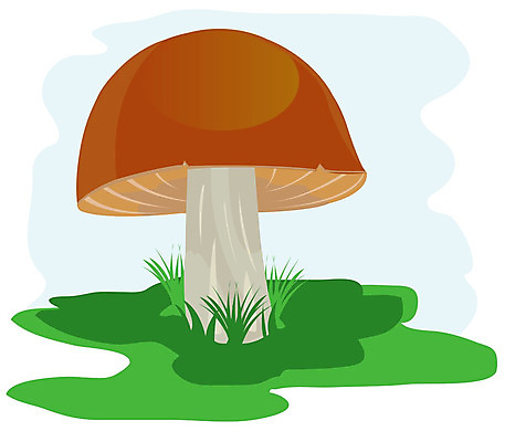 포토 JPG 해외이미지 식물 음식 일러스트 자연 사람없음 목재 여름 식사 버섯 맛 만화 수집 허브 그림 식용 해외202004 해외포토 나무 계절 컨셉 재료 생태계 파일형식 이미지허브