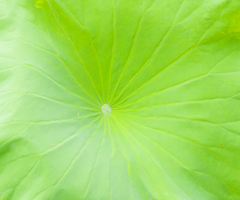 포토 JPG 해외이미지 식물 백그라운드 잎 꽃무늬 자연 연꽃 씨앗 사람없음 초록색 물 일본 봄 젖음 백합 묘사 질감 정맥 내추럴 해외202004 해외포토 자연요소 계절 꽃 아시아 컬러 무늬 생태계 혈관 파일형식 이미지허브