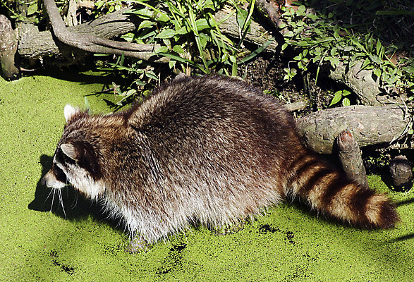 포토 JPG 해외이미지 동물 야생동물 포유류 자연 가면 사람없음 야외 물 습지 모피 검색 북쪽 리빙 해외202004 해외포토 자연요소 방향 생태계 파일형식 이미지허브