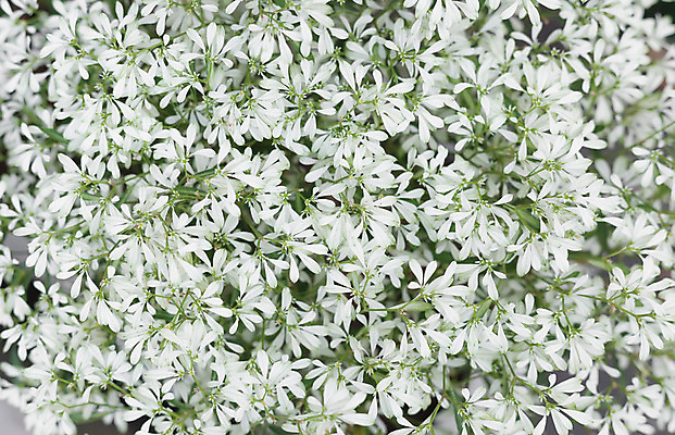 포토 JPG 해외이미지 전통 여자 꽃잎 꽃 꽃다발 결혼 백그라운드 꽃무늬 자연 결혼식 사랑 사람없음 장식 초록색 장미 신혼여행 흰색 다발 배열 통일 파스텔톤 전경 해외202004 해외포토 식물 감정 컬러 무늬 사람 풍경 이벤트 생태계 파일형식 탑뷰 이미지허브