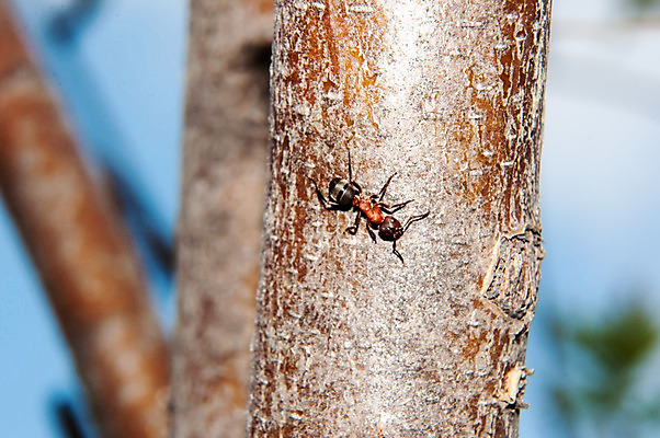 포토 JPG 해외이미지 동물 야생동물 곤충 잎 자연 노동자 안테나 사람없음 목재 흰색 업무 작업 닫기 작음 묘사 생물학 공상 개미 내추럴 동물상 해외202004 해외포토 나무 식물 직업 교육 컬러 재료 통신 모션 조형물 크기 생태계 파일형식 이미지허브