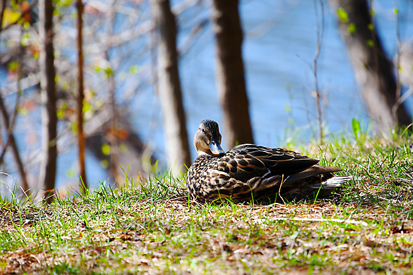 포토 JPG 해외이미지 나무 남자 호수 야생동물 백그라운드 자연 조류 오리 이끼 서기 사람없음 옆모습 물 컬러풀 잠 습지 숲 깃털 통나무 먼지 진흙 청둥오리 해외202004 해외포토 자연요소 식물 동물 뷰포인트 컬러 모션 사람 생태계 파일형식 이미지허브