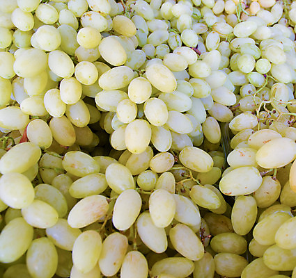 포토 JPG 해외이미지 식물 계절 음식 백그라운드 잎 농업 과일 공 자연 포도 건강 사람없음 야외 초록색 정원 맑음 수확 성장 신선 선택 달콤 큼 심볼 보따리 유기농 포도밭 강렬 밭일 블러 양조 카피스페이스 해외202004 해외포토 웰빙 산업 컬러 컨셉 밭 날씨 공백 맛 크기 생태계 파일형식 이미지허브