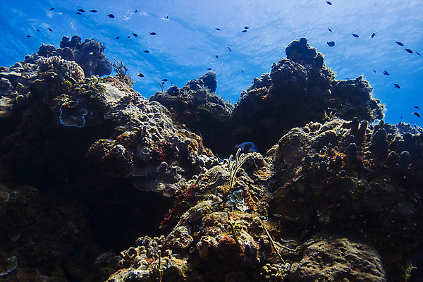 포토 JPG 해외이미지 야생동물 바다 학교 자연 열대 어류 풍경 사람없음 물 컬러풀 바닷속 수중 미국 다양 스노클링 산호 다이빙 암초 석호 깊이 동물상 소금물 이국적 해외202004 해외포토 자연요소 동물 교육 컬러 다수 북아메리카 조형물 수영 수중동물 수상스포츠 자포동물 생태계 수중스포츠 파일형식 이미지허브
