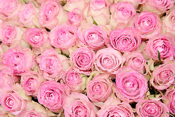 포토 JPG 해외이미지 식물 꽃잎 꽃 분홍색 꽃다발 결혼 백그라운드 컨셉 자연 결혼식 사랑 사람없음 장식 초록색 물 장미 젖음 물방울 그룹 배열 꽃집 묘사 해외202004 해외포토 자연요소 감정 컬러 이벤트 상점 생태계 파일형식 이미지허브