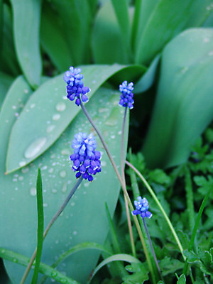 포토 JPG 해외이미지 식물 계절 꽃 호수 백그라운드 꽃무늬 밭 봄꽃 자연 산 건조 풍경 사람없음 야외 초록색 파란색 빛 햇빛 정원 보라색 봄 벚꽃 신선 개화 숲 5월 화단 내추럴 떠남 생태학 영원 프리뮬러 헌병 해외202004 해외포토 교육 컬러 무늬 농업 모션 태양 군인 날짜 생태계 파일형식 이미지허브