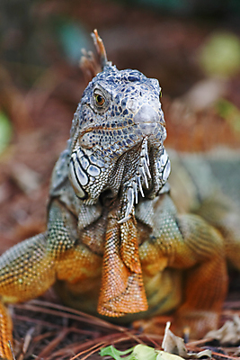 포토 JPG 해외이미지 동물 공원 야생동물 섬 파충류 자연 생물 사람없음 정원 미국 보호 열대우림 묘사 도마뱀 이구아나 예약 남쪽 마이애미 플로리다 해외202004 해외포토 공공시설 컨셉 북아메리카 숲 방향 생태계 파일형식 이미지허브