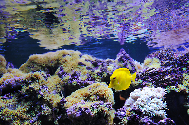 포토 JPG 해외이미지 동물 야생동물 바다 섬 여행 백그라운드 학교 자연 휴가 바닥 이집트 어류 풍경 사람없음 빨간색 물 파란색 컬러풀 노란색 환경 바닷속 수중 수영 스노클링 산호 아래 다이빙 암초 수족관 내추럴 깊이 소금물 이국적 해외202004 해외포토 자연요소 교육 컬러 아프리카 수중동물 수상스포츠 자포동물 방향 생태계 위치 수중스포츠 파일형식 이미지허브