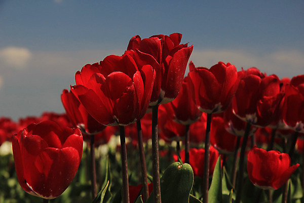 포토 JPG 해외이미지 식물 계절 꽃 꽃다발 컨셉 꽃무늬 밭 전구 자연 하늘 사람없음 빨간색 초록색 파란색 컬러풀 햇빛 봄 튤립 성장 신선 네덜란드 내추럴 해외202004 해외포토 유럽 컬러 무늬 농업 태양 생태계 파일형식 이미지허브