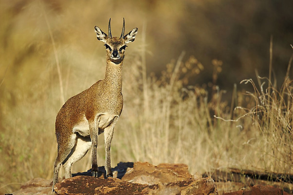 포토 JPG 해외이미지 동물 남자 행복 야생동물 아프리카 휴식 사람없음 게임 사파리 손목시계 호기심 영양 거짓말 남아프리카 보츠와나 해외202004 해외포토 감정 나라 시계 컨셉 장신구 놀이 사람 파일형식 이미지허브